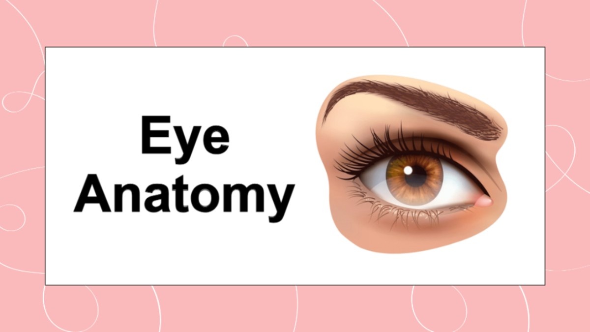 Eye Anatomy Presentation Template