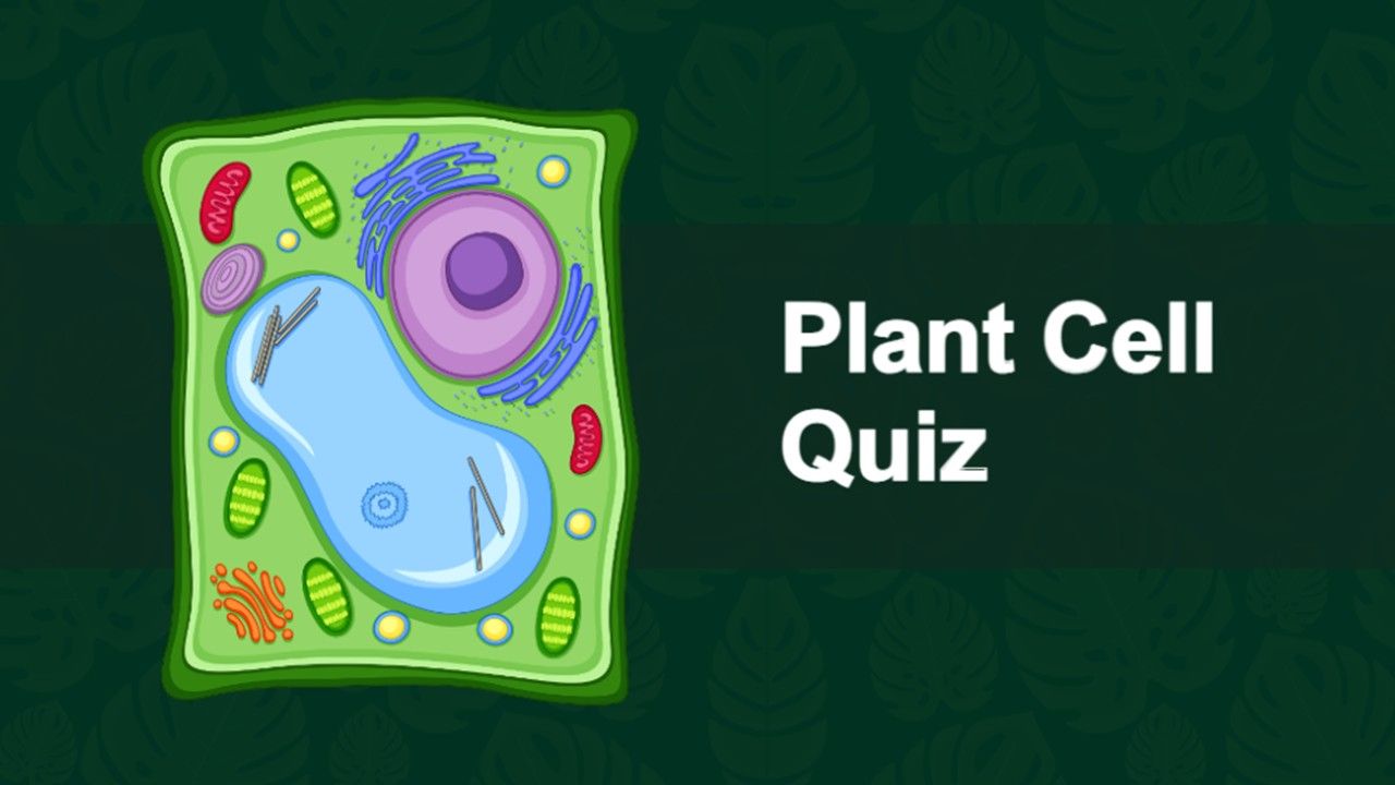 Plant Cell Questions Presentation Templates