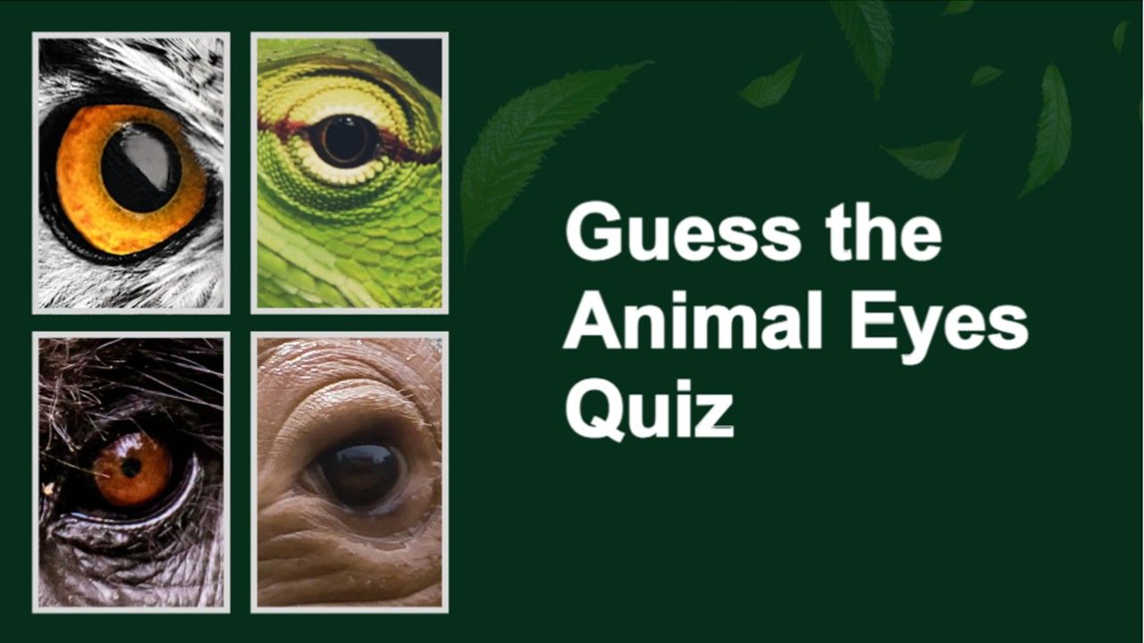 Guess the Animal Eyes Quiz Template