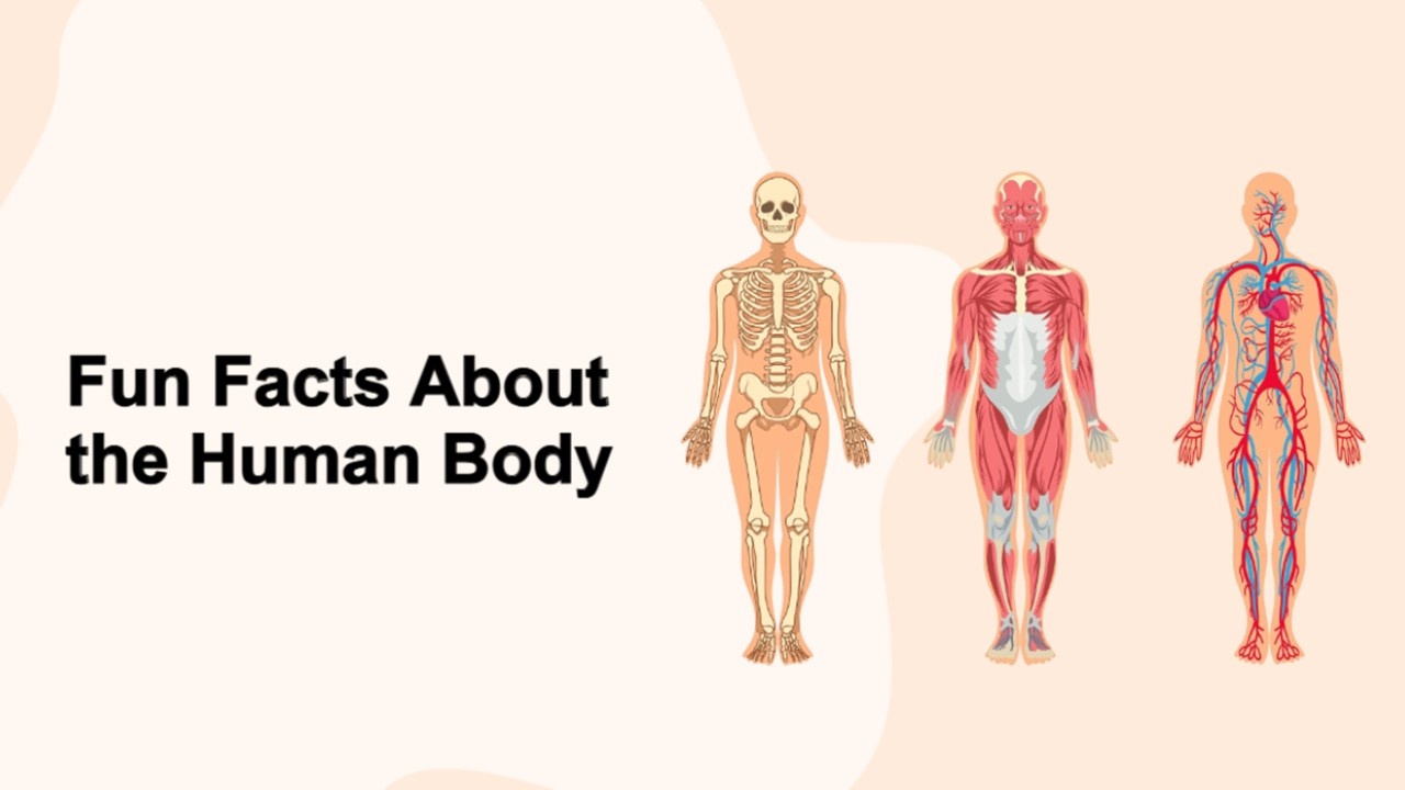 Fun Facts About the Human Body Presentation Template