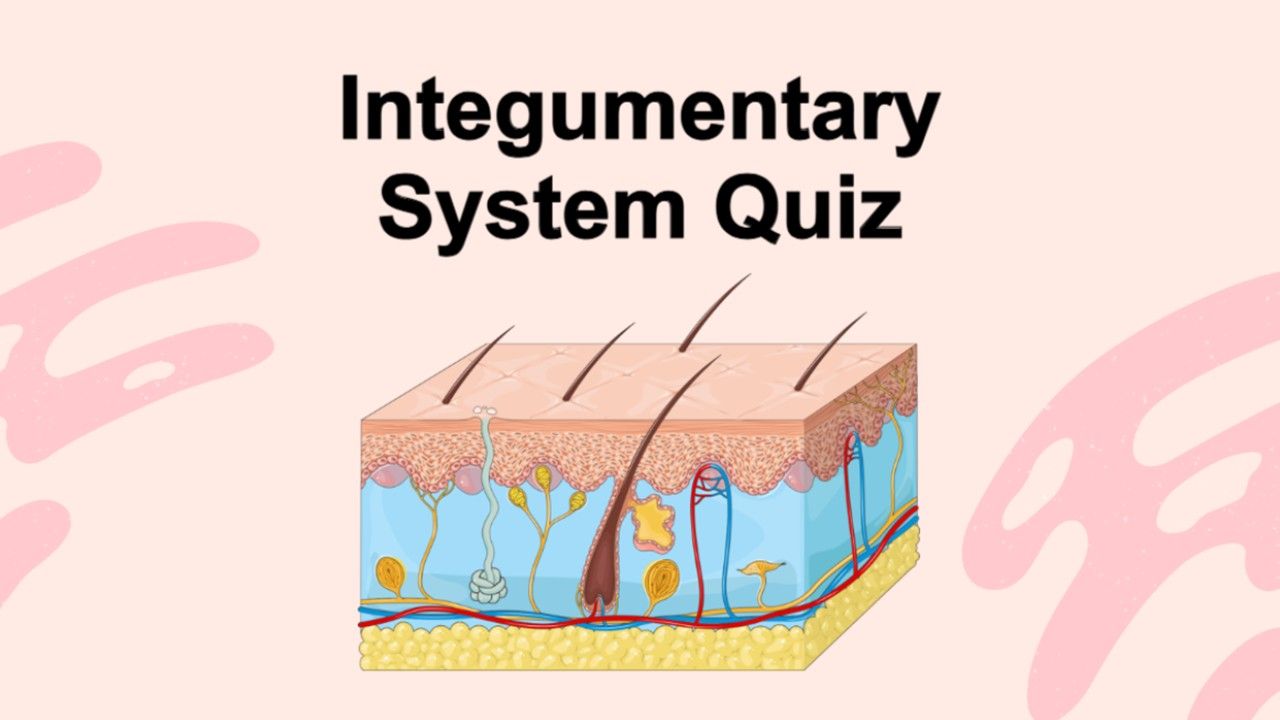 Integumentary System Quiz Template